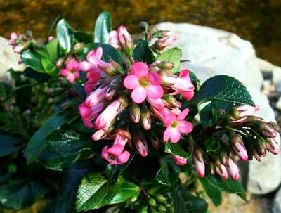 ESCALLONIA ORGANENSIS